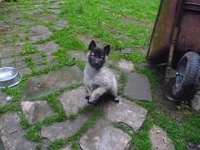 CHIOT