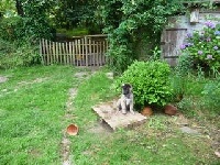 CHIOT