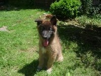 CHIOT